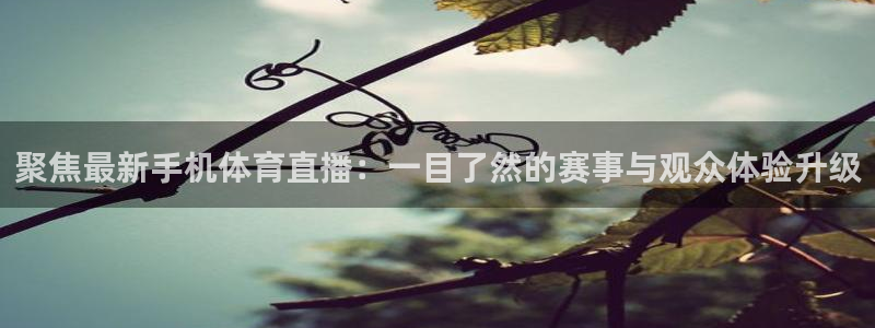 833体育免费直播：聚焦最新手机体育直播：一目了然的赛事与观众体验升级