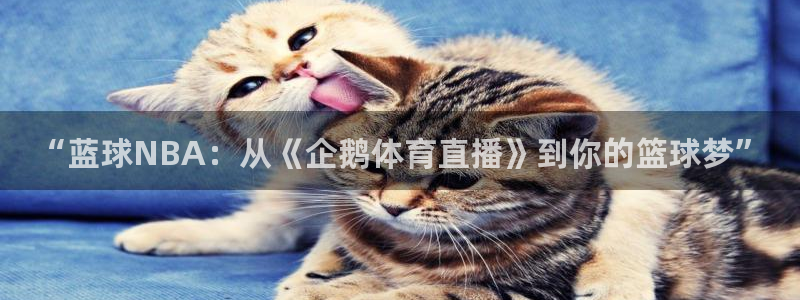 833直播nba免费观看高清直播：“蓝球NBA：从《企鹅体育直播》到你的篮球梦”